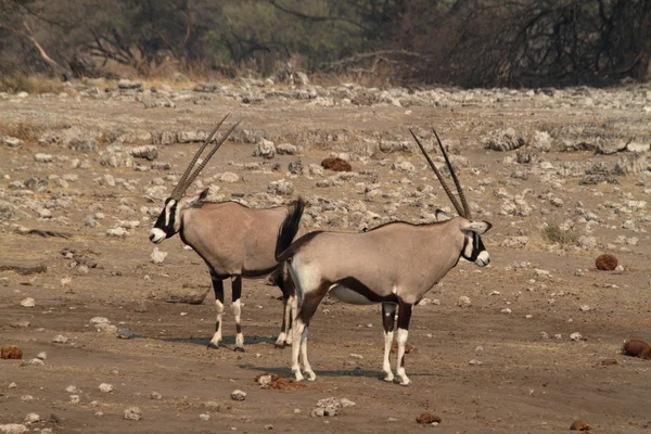 Oryx antílope na savana do Parque Etosha na Namíbia — Fotografia de Stock