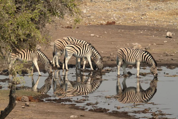 Зебри в національному парку Етоша в Намібії. — стокове фото