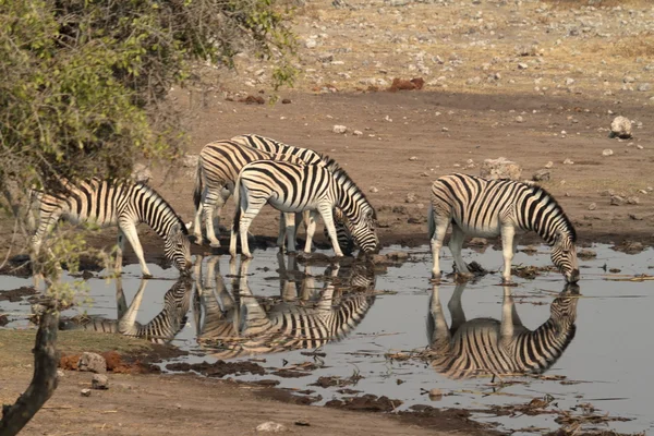 Zebry v národním parku Etosha v Namibii — Stock fotografie