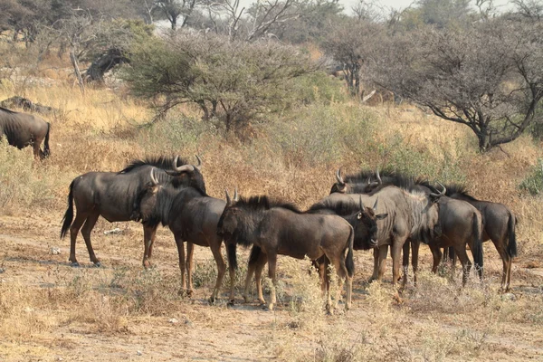 Wildebeest in the savannah of the Etosha Park in Namibia — Stock Photo, Image