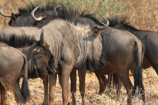 Wildebeest nella savana del Parco Etosha in Namibia — Foto Stock