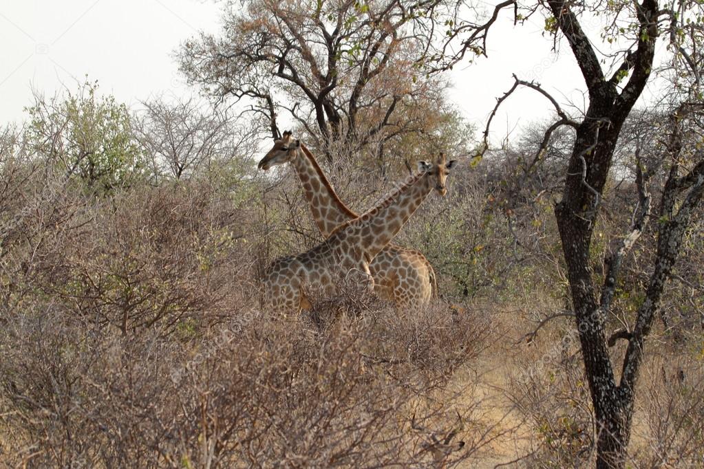 Giraffes in the savannah of Namibia