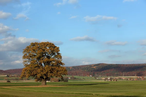 Old oak tree in golden autumn — Stock Photo, Image