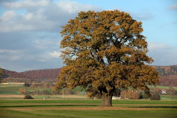 Old oak tree in golden autumn — Stock Photo, Image