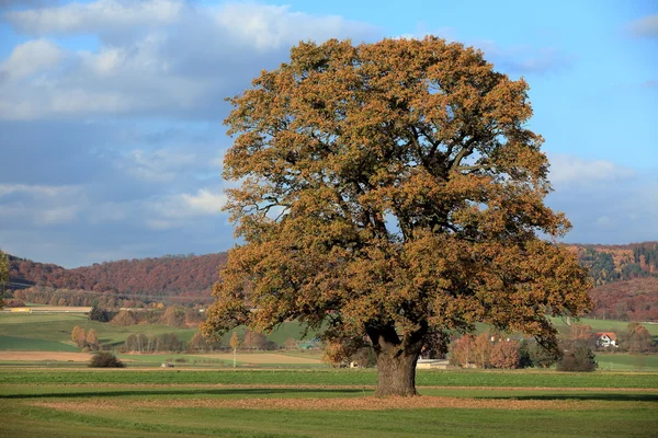 Old oak tree in golden autumn — Stock Photo, Image