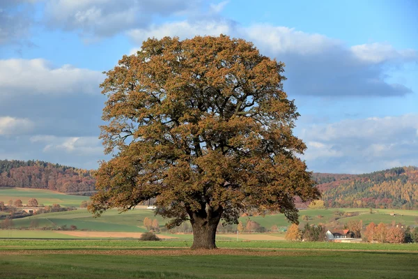 Viejo roble en otoño dorado — Foto de Stock