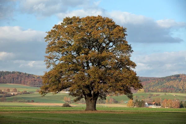 Alte Eiche im goldenen Herbst — Stockfoto