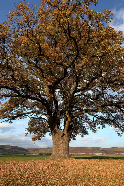 Alte Eiche im goldenen Herbst — Stockfoto