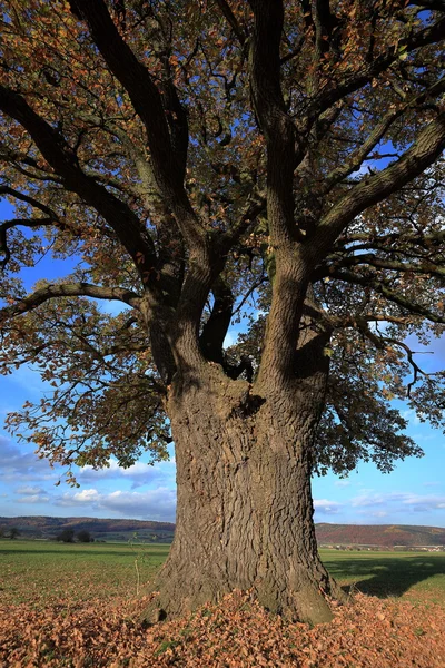 Alte Eiche im goldenen Herbst — Stockfoto