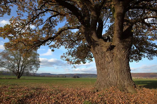 Старе дубове дерево в золоту осінь — стокове фото