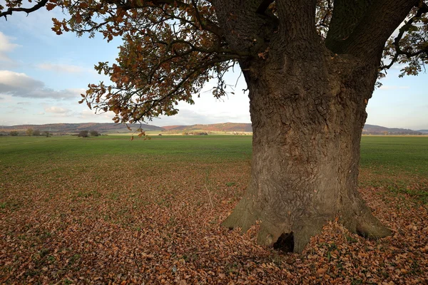 Viejo roble en otoño dorado — Foto de Stock