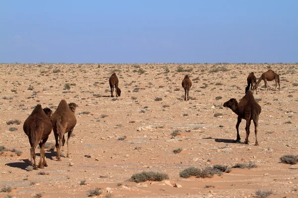 Dromedarer i Sahara — Stockfoto