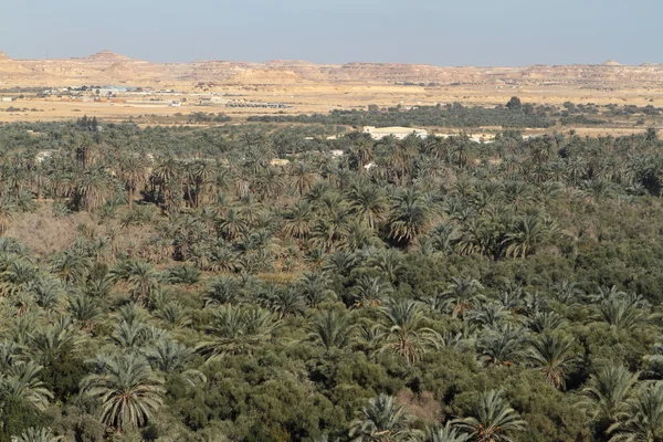 Forêt de palmiers dans l'oasis de Siwa en Egypte — Photo