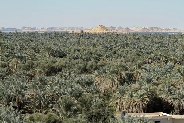 Palm forest in the Siwa Oasis in Egypt — Stock Photo, Image