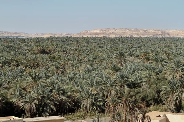Palm forest in the Siwa Oasis in Egypt — Stock Photo, Image
