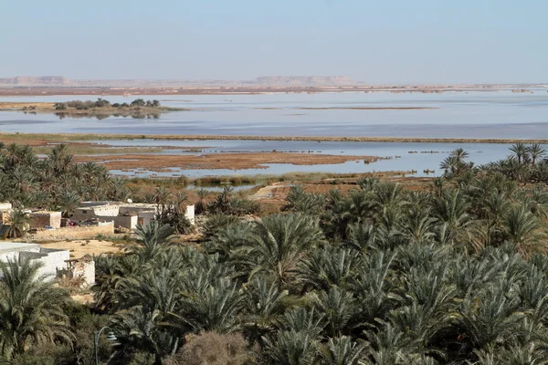 The Siwa Oasis in the Sahara of Egypt — Stock Photo, Image