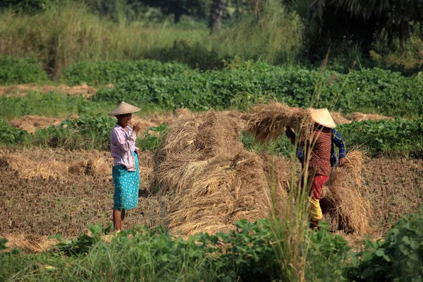 Agricultura en Myanmar —  Fotos de Stock
