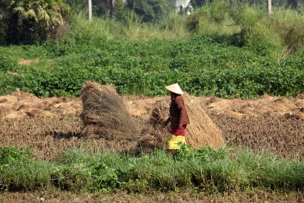 La agricultura en Myanmar — Foto de Stock