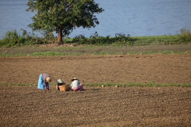 Tarım ve pirinç hasat Myanmar