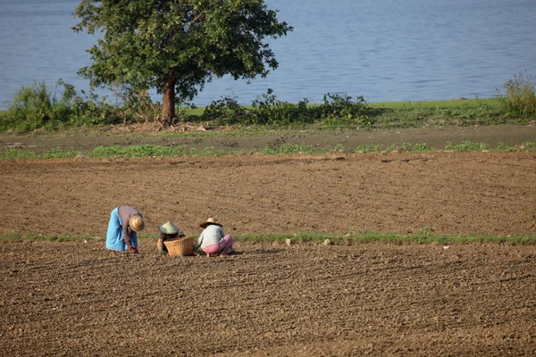 Tarım ve pirinç hasat Myanmar — Stok fotoğraf