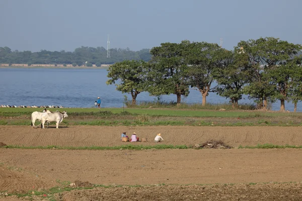 Agriculture et récolte de riz au Myanmar — Photo