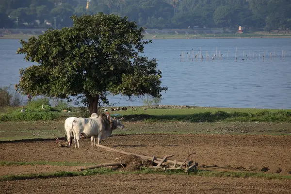 ミャンマーの農業と米の収穫 — ストック写真