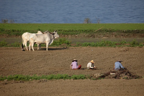 Tarım ve pirinç hasat Myanmar — Stok fotoğraf