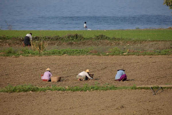 Agricultura y cosecha de arroz en Myanmar —  Fotos de Stock