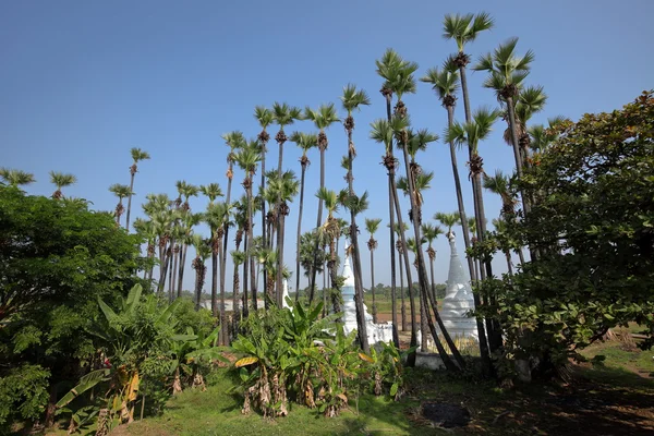 En Palm skog i Myanmar — Stockfoto