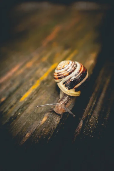 Schnecke Auf Einem Stein — Stockfoto