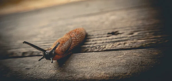 Schnecke Auf Einem Stein — Stockfoto