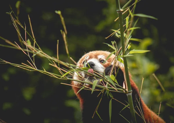 Panda Rouge Nourrit Arbre Ailurus Fulgens Chat Brillant — Photo