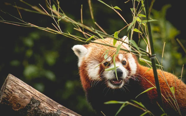 Panda Rouge Nourrit Arbre Ailurus Fulgens Chat Brillant — Photo