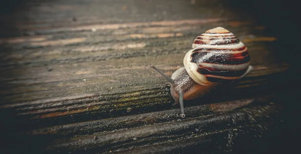 Caracol Sobre Una Piedra —  Fotos de Stock