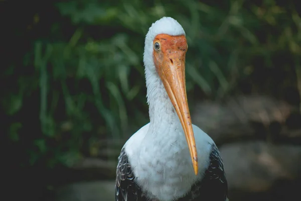 Grande Pelicano Branco Também Conhecido Como Pelicano Branco Oriental Pelicano — Fotografia de Stock