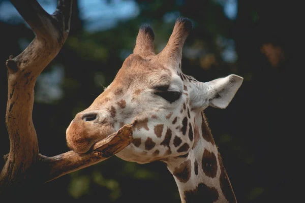 Vue Rapprochée Visage Girafe Tête Girafe Drôle Avec Longue Langue — Photo