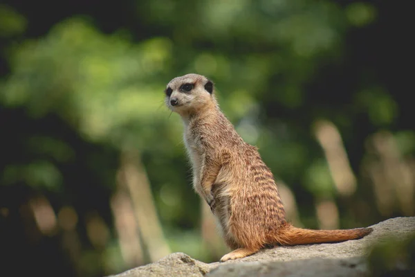 Portrait Meerkat Suricata Suricatta African Native Animal Small Carnivore Belonging — Stock Photo, Image