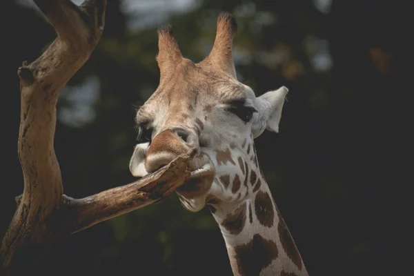 Vue Rapprochée Visage Girafe Tête Girafe Drôle Avec Longue Langue — Photo