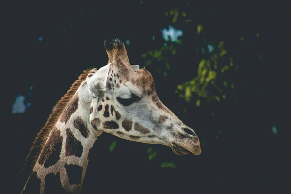 Vue Rapprochée Visage Girafe Tête Girafe Drôle Avec Longue Langue — Photo