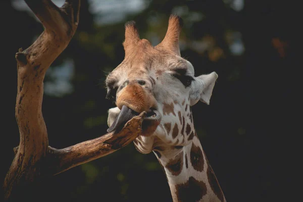 Nahaufnahme Eines Giraffengesichts Lustiger Giraffenkopf Mit Langer Zunge — Stockfoto