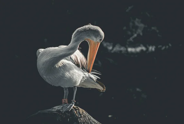 Weißpelikan Auch Als Östlicher Weißpelikan Rosapelikan Oder Weißpelikan Pelecanus Onocrotalus — Stockfoto