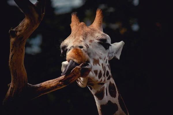 Vue Rapprochée Visage Girafe Tête Girafe Drôle Avec Longue Langue — Photo