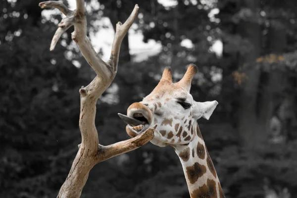 Vista Perto Rosto Girafa Cabeça Girafa Engraçada Com Língua Longa — Fotografia de Stock
