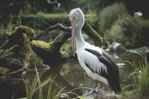 Weißpelikan Auch Als Östlicher Weißpelikan Rosapelikan Oder Weißpelikan Pelecanus Onocrotalus — Stockfoto