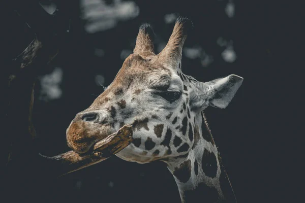 Vue Rapprochée Visage Girafe Tête Girafe Drôle Avec Longue Langue — Photo