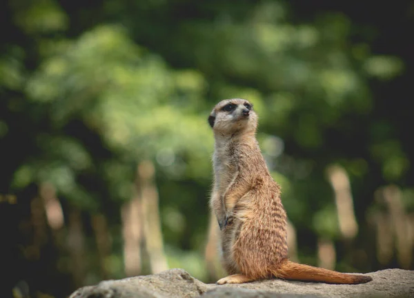 Portrait Meerkat Suricata Suricatta Animal Originaire Afrique Petit Carnivore Appartenant — Photo