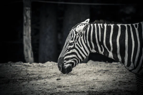 Zèbre Dans Zoo — Photo