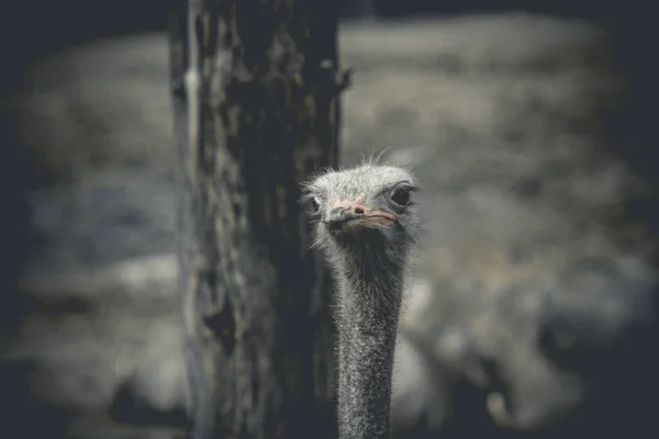 Close Ostrich Head — Stock Photo, Image