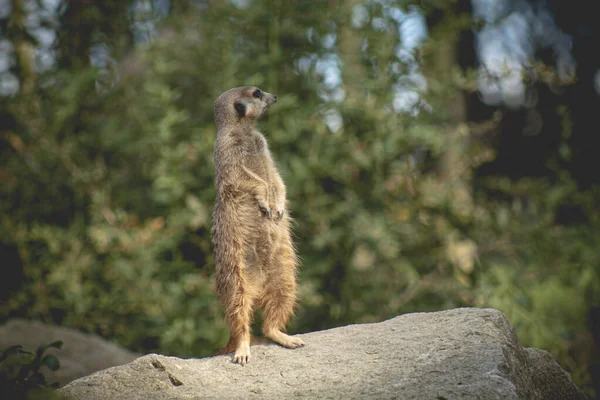 Retrato Meerkat Suricata Suricatta Animal Nativo Africano Pequeno Carnívoro Pertencente — Fotografia de Stock