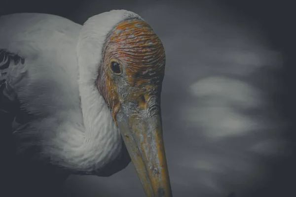 Великий Білий Пелікан Також Відомий Східний Білий Пелікан Рожевий Пелікан — стокове фото